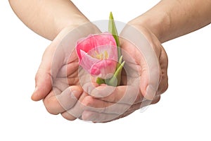 Human hands with a flower