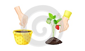 Human hands growing plant. Organic agriculture, gardening and planting vector illustration