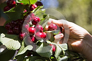 Human hands harvesting cherries