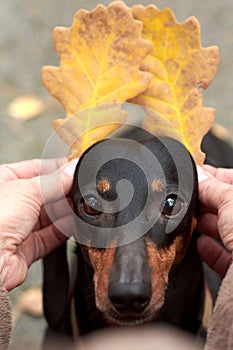 Human hands hold autumn leaves near the ears of a Dachshund dog