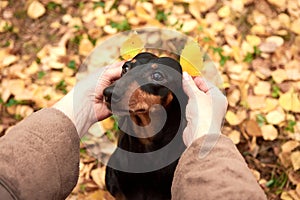 Human hands hold autumn leaves near the ears of a Dachshund dog