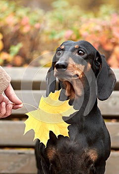 Human hands hold an autumn maple leaf near a Dachshund dog