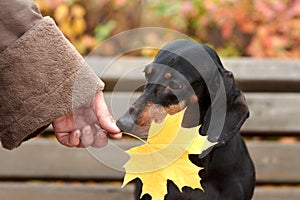 human hands hold an autumn maple leaf near a Dachshund dog