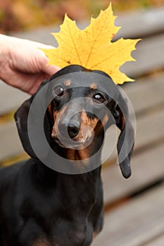 Human hands hold autumn maple leaves near the head of a Dachshund dog