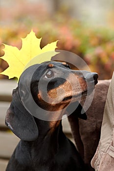 Human hands hold autumn maple leaves near the head of a Dachshund dog