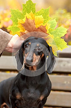 human hands hold autumn maple leaves near the head of a Dachshund dog