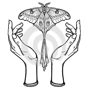 Human hands hold a butterfly having a tail.