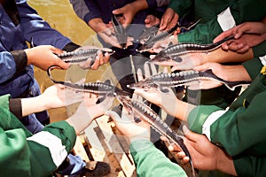 Human hands hold the fry of sturgeon breeds. Beluga, Sevruga, sterlet, Russian sturgeon