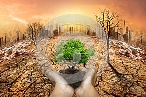 Human hands holding big growth plant. Global Warming and human waste ,Pollution Concept - Sustainability