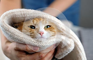 Human hands holding a cat. Tender love and friendship between human and animal. Adopting homeless animals and care