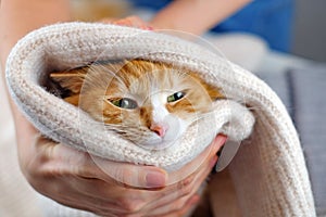 Human hands holding a cat. Tender love and friendship between human and animal. Adopting homeless animals and care