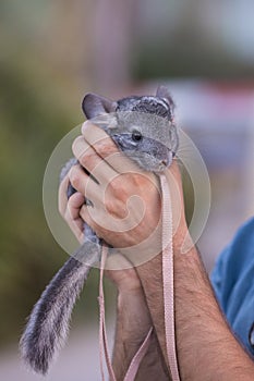 human hands holding a chinchilla with a leash outdoors