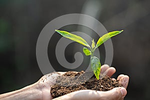 Human hands holding fertile soil and young tree, Planting trees to reduce global warming, environment Earth Day, Forest