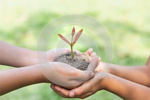 Human hands holding fertile soil and young tree, Planting trees to reduce global warming, environment Earth Day, Forest