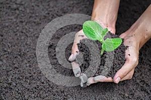 Human hands holding fertile soil and young tree, Planting trees to reduce global warming, environment Earth Day, Forest