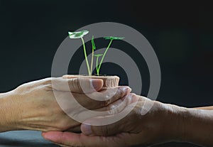 Human hands holding and giving green small plant life concept