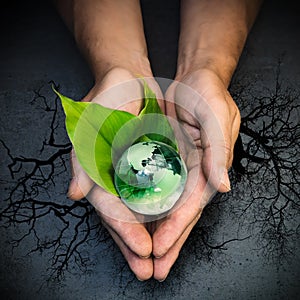 Human hands holding a green globe of planet Earth on green leaves