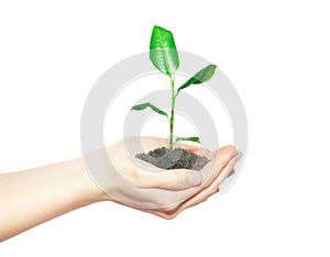 Human hands holding green small plant