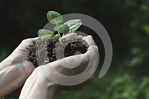 Human hands holding green small plant with copy space for insert text. Life and ecology concept