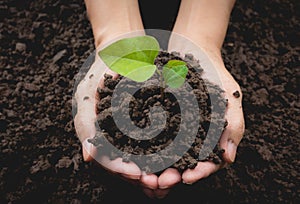 Human hands holding green small plant life concept.