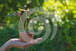 Human hands holding green small plant life concept.