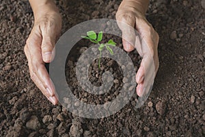 Human hands holding green small plant life concept.