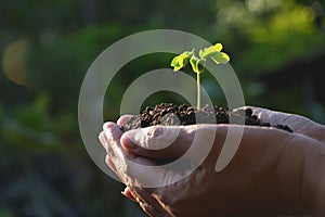 Human hands holding green small plant life concept.