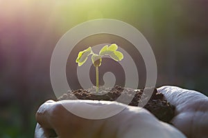 Human hands holding green small plant life concept.