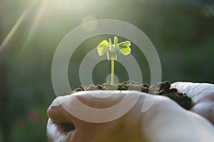 Human hands holding green small plant life concept.