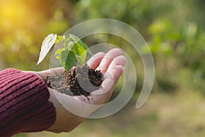 Human hands holding green small plant life concept.