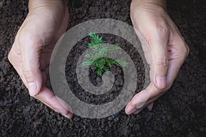 Human hands holding green small plant life concept.E