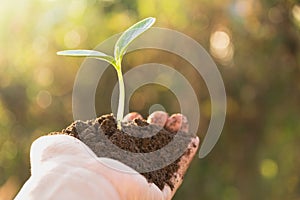 Human hands holding green small plant life concept. Ecology conce