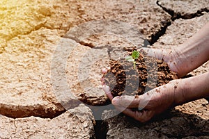 Human hands holding green small plant life concept. Ecology concept.