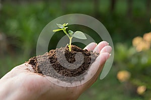 Human hands holding green small plant life concept. Ecology concept.