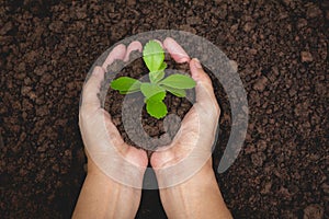 Human hands holding green small plant life concept.