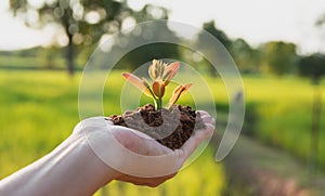 Human hands holding green small plant life and ecology concept