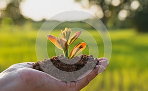 Human hands holding green small plant life and ecology concept