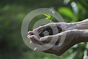 Human hands holding green small plant for life and ecology concept