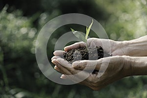 Human hands holding green small plant for life and ecology concept