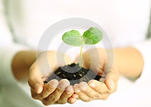 Human hands holding green small plant. new life concept.