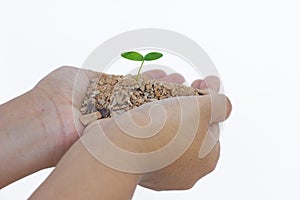 Human hands holding green small plant new life concept, isolated