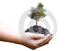 Human hands holding green tree on white background