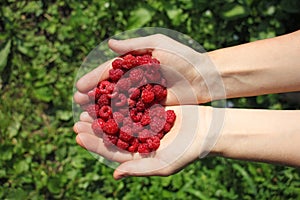 Human hands holding a handful of wild raspberries