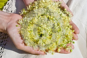 Human hands holding linden flowers