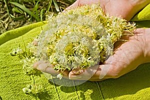 Human hands holding linden flowers