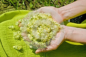 Human hands holding linden flowers