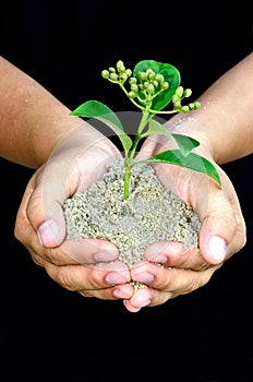 Human hands holding little sprout