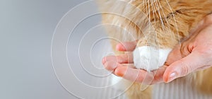 Human hands holding a paw of cat. Tender love and friendship between human and animal. Selective focus. With copy space