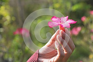 Human hands holding pink small flower life concept.