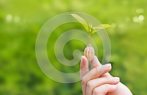 Human hands holding plant growing from seed on green nature background